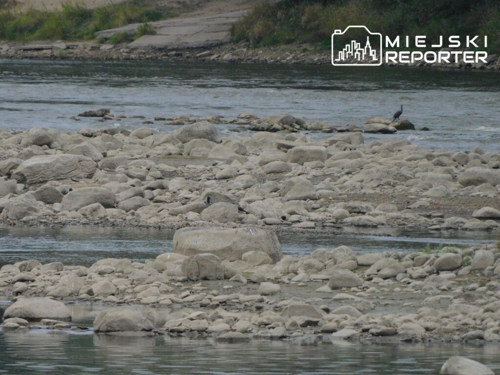 a rocky shore with water and birds