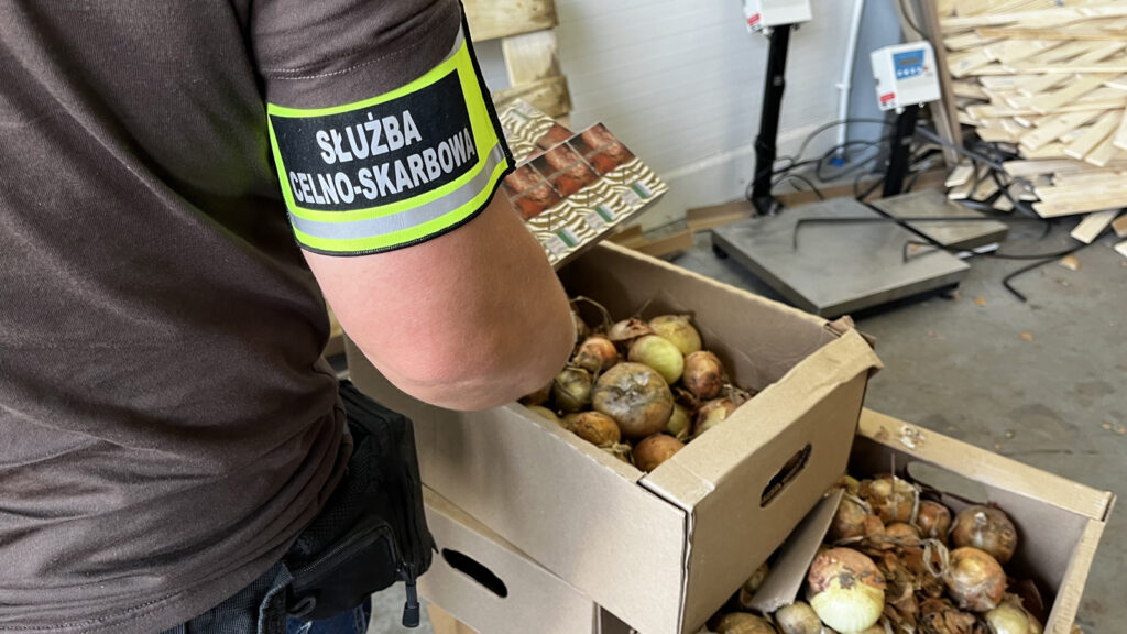 Funkcjonariusz Służby Celno-Skarbowej przeszukuje karton z cebulami w magazynie.