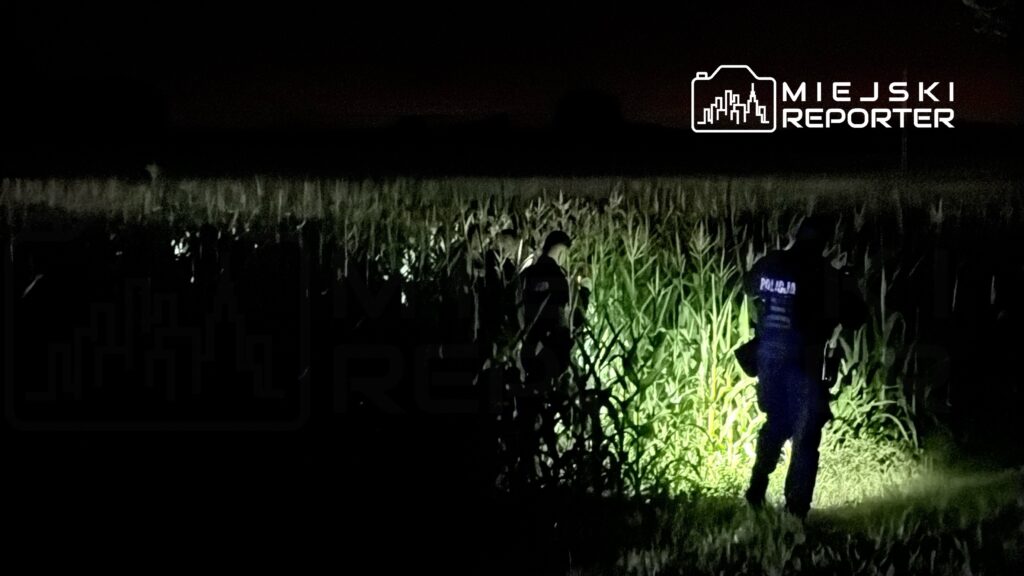 Funkcjonariusze policji prowadzą działania poszukiwawcze w polu kukurydzy w nocy. Używają latarek, aby oświetlić teren. Scena przedstawia intensywne poszukiwania, mające na celu odnalezienie zaginionej osoby lub zabezpieczenie terenu.