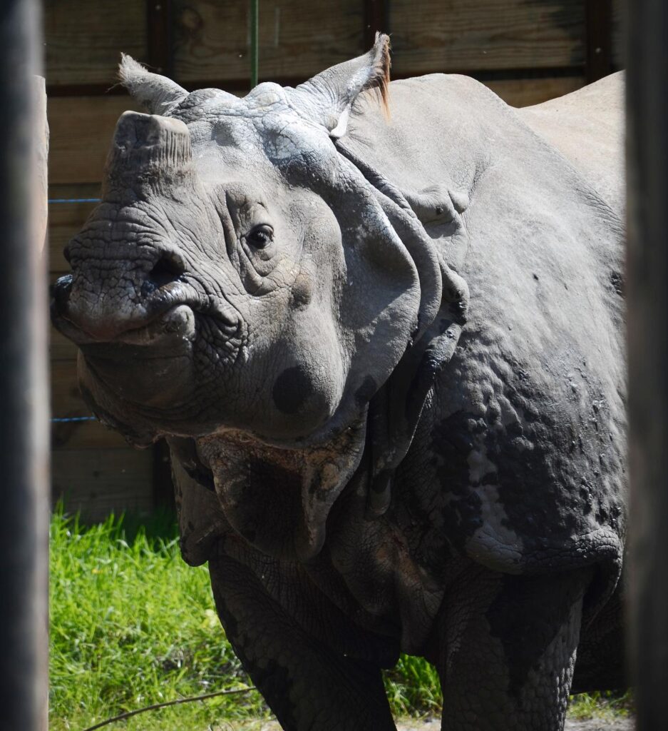 Nosorożec indyjski z charakterystycznym jednorożcem, stojący w ogrodzie zoologicznym na tle zielonej trawy.