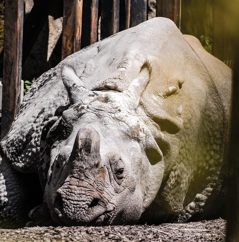Nosorożec leży na ziemi w ogrodzie zoologicznym, odpoczywając w cieniu za drewnianymi barierkami.