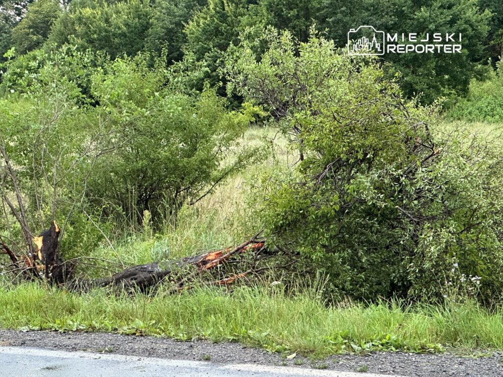 Powalony krzak leżący na trawie obok drogi, w otoczeniu gęstej roślinności.