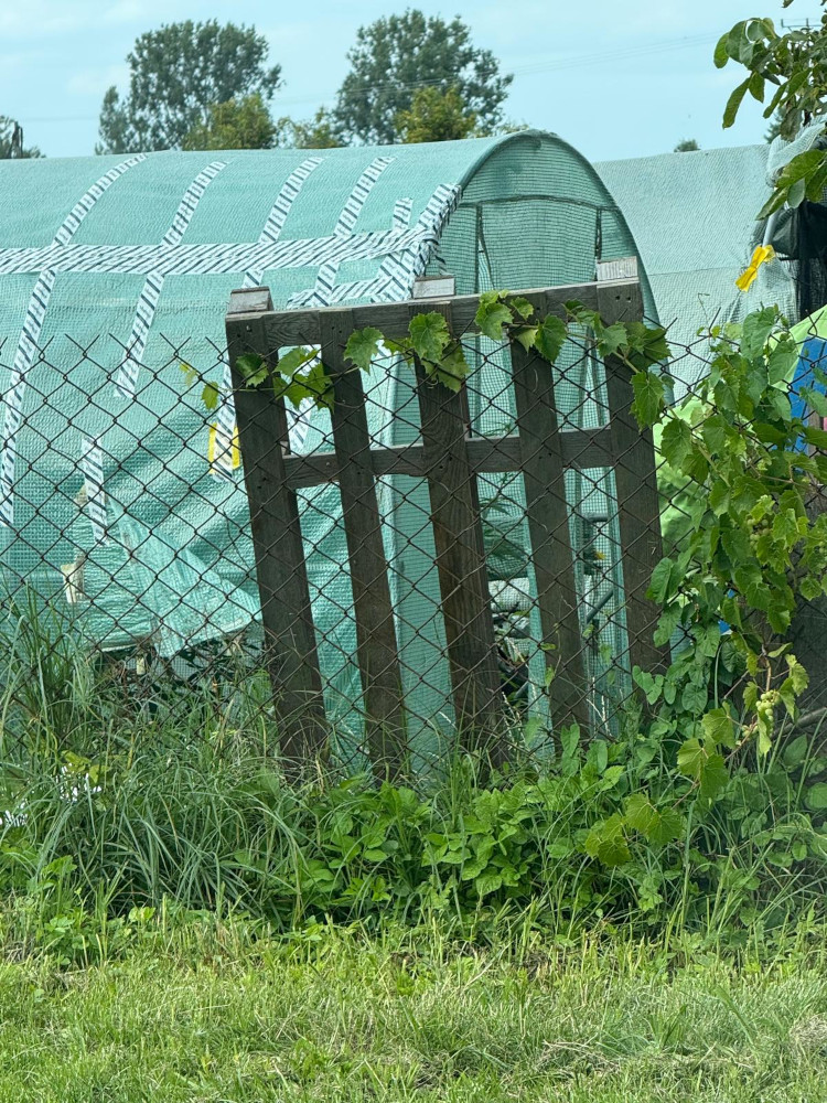 Zielony tunel foliowy otoczony siatką, z roślinnością i trawą w tle.