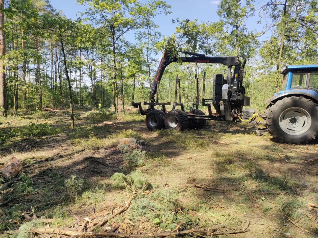 Traktor z przyczepą leśną pracuje w lesie, usuwając gałęzie i drzewa w otoczeniu zieleni.