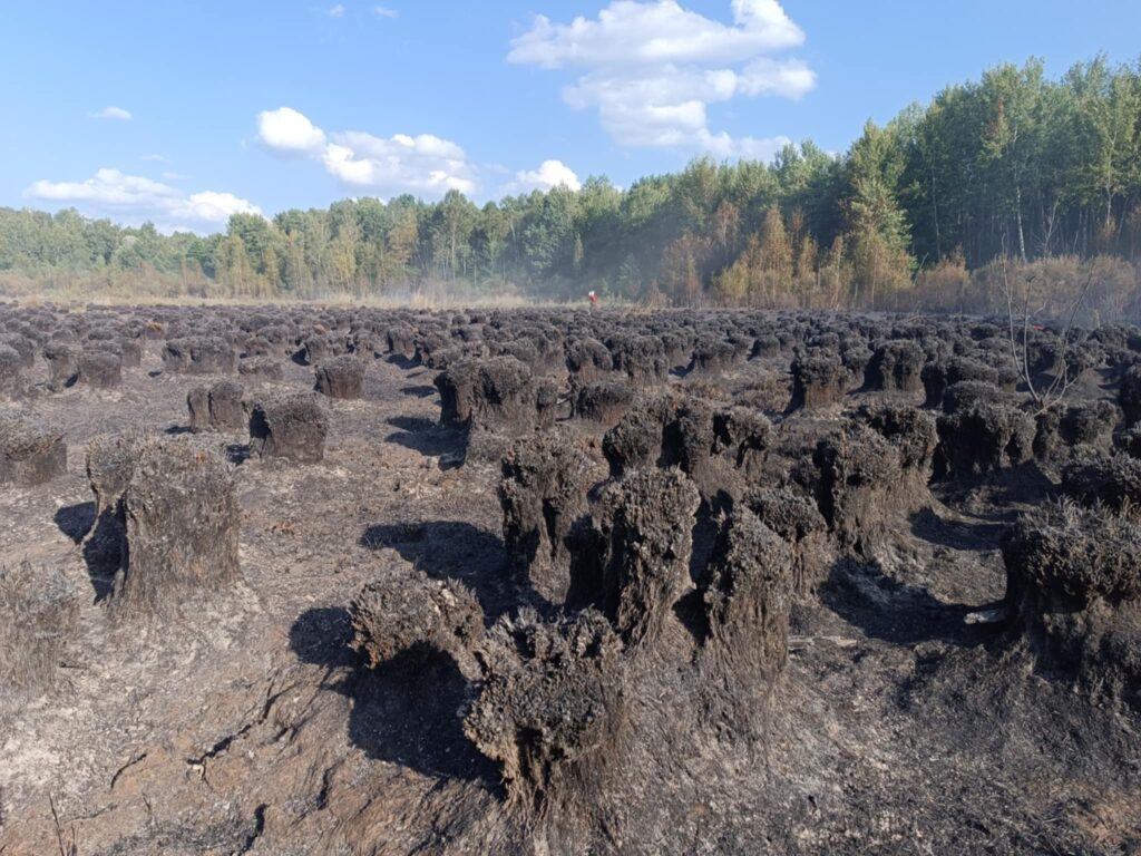 Wypalone wrzosowisko z licznymi czarnymi kępami, w tle zadrzewiony teren i błękitne niebo z chmurami.