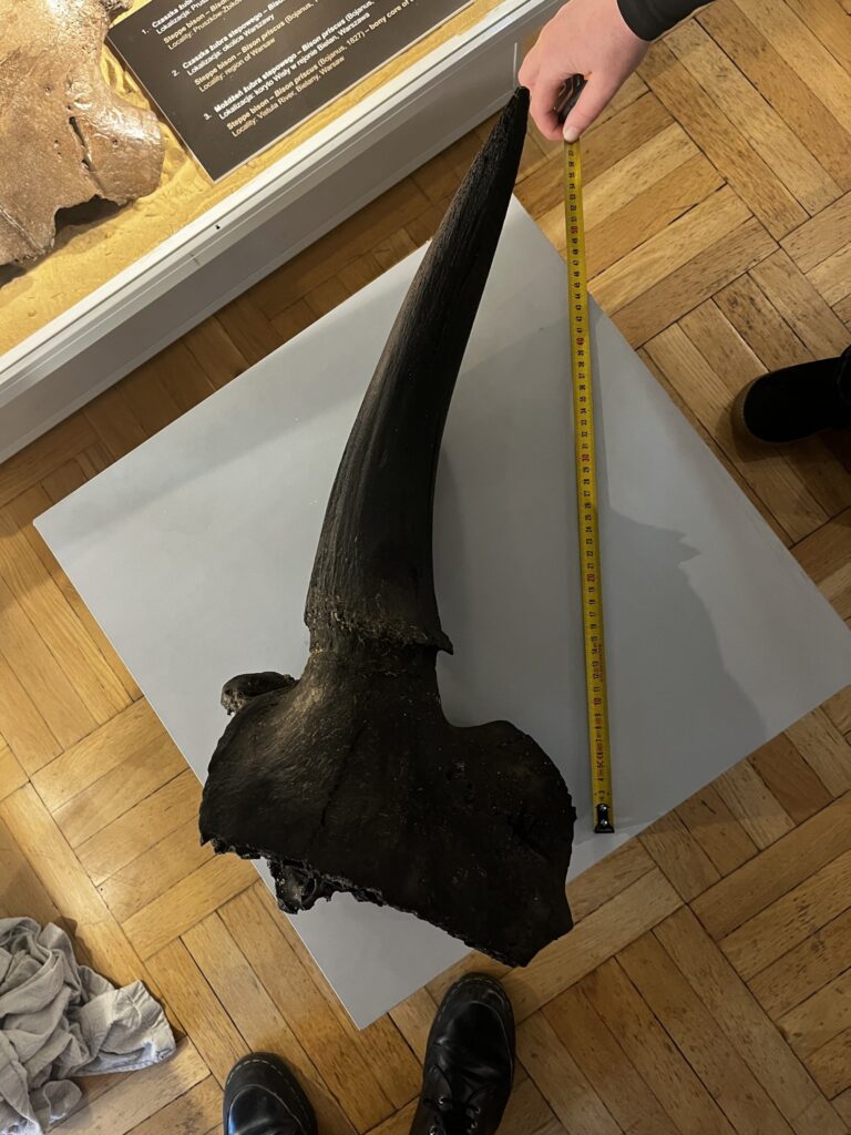 Ręka mężczyzny trzymająca miarę obok dużego, czarnego rogu na białej podstawie w muzeum.