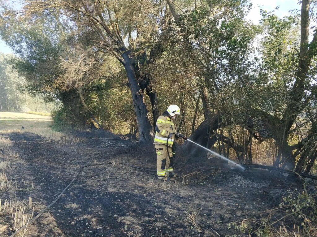 Strażak w mundurze gaśniczym gasi pożar trawy przy zadrzewieniu, wokół widoczne ślady spalenizny.