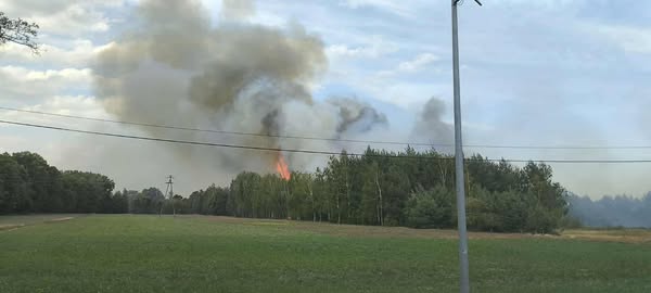Płonące drzewo w lesie, wydobywający się gęsty dym, otoczone zielonym polem i linią energetyczną.