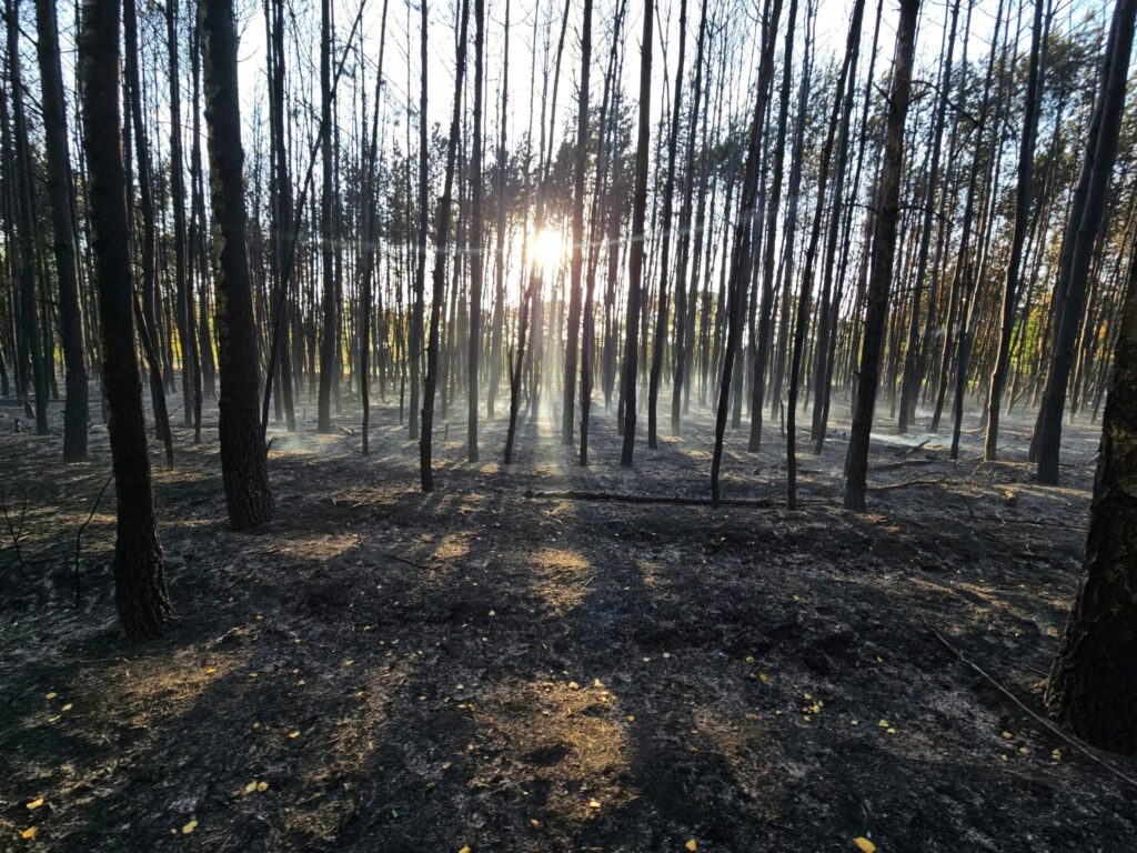Płonący las z popalonymi drzewami, w tle wschodzące słońce i delikatna mgła unosząca się nad ziemią.
