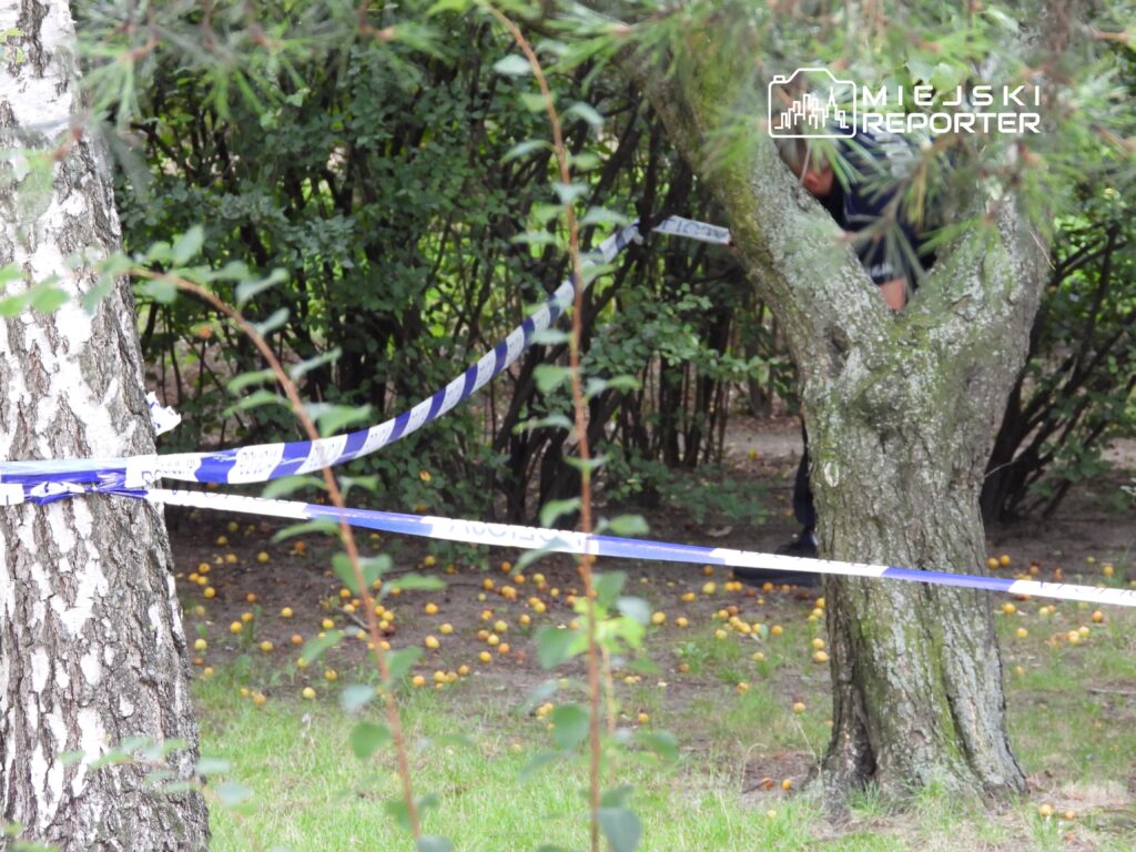 Funkcjonariusz policji przeszukujący teren otoczony taśmą zabezpieczającą w zaroślach.