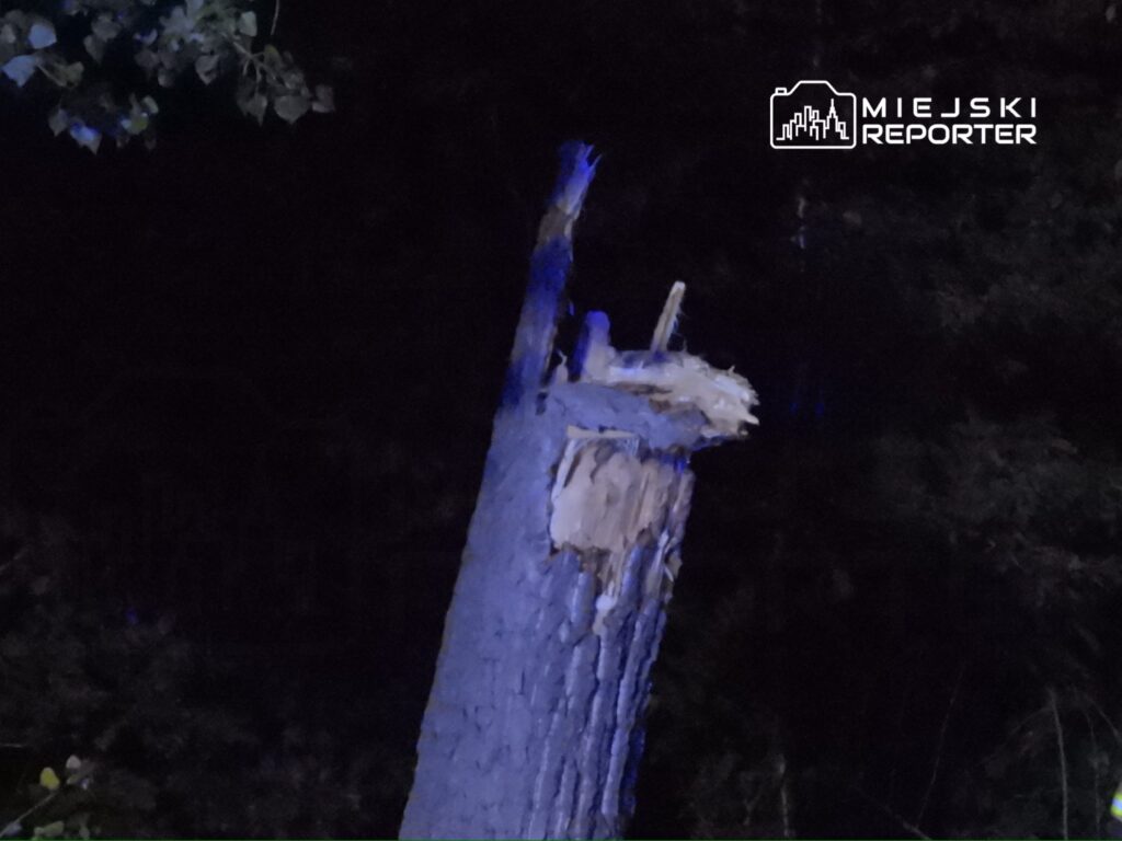 Połamany pień drzewa z widocznymi śladami uszkodzenia w ciemnym otoczeniu leśnym.