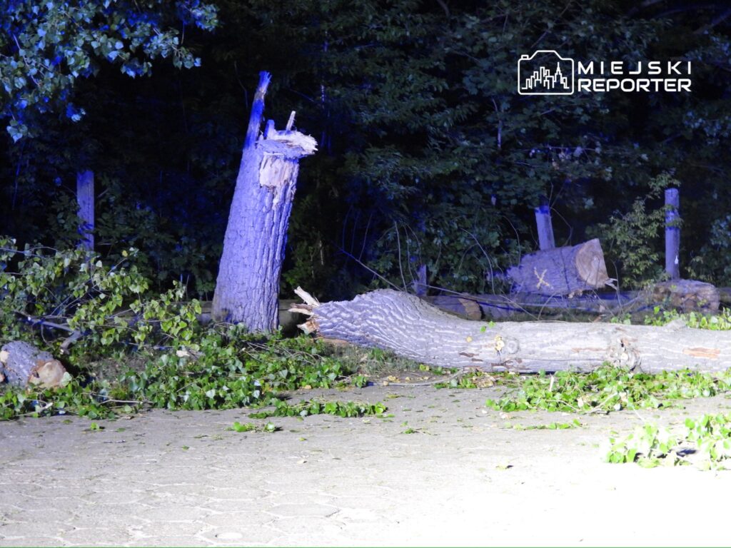Powalone drzewa i gałęzie leżą na ziemi, otoczone gęstą roślinnością w ciemnym lesie.