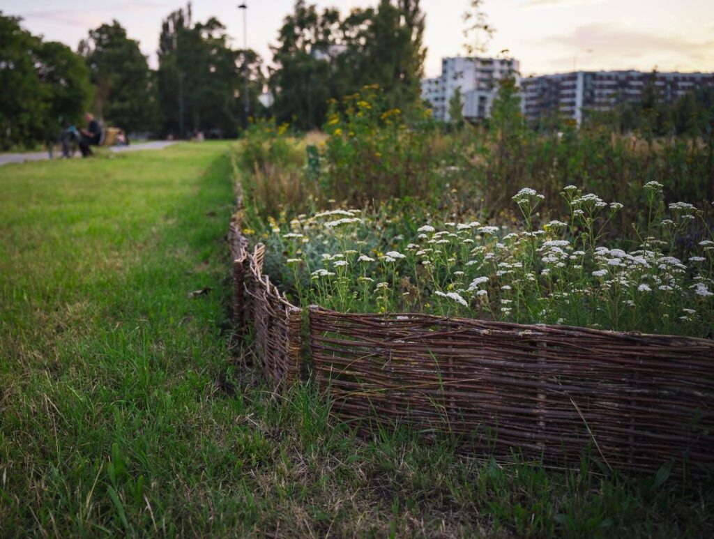 Kwiaty w naturalnym ogrodzie otoczonym plecionką z wikliny, w tle zieleń i nowoczesne budynki.