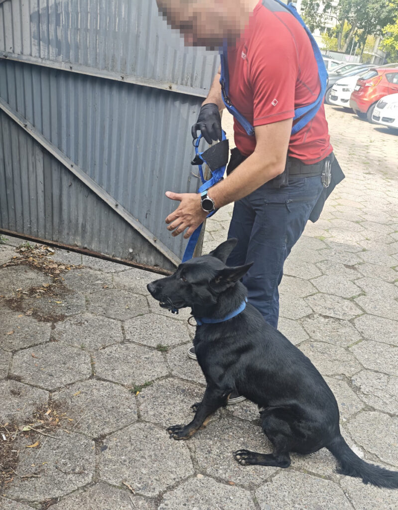 Mężczyzna w rękawicach zapina smycz na obroży czarnego psa w pobliżu metalowej bramy.