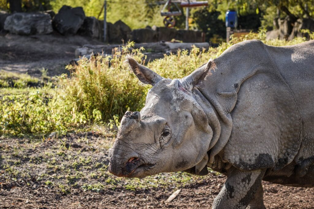 Nosorożec spacerujący po wybiegu w ogrodzie zoologicznym, otoczony zielenią i kamieniami.