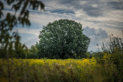 Wielkie drzewo otoczone żółtymi kwiatami na tle chmur i zieleni w słonecznym krajobrazie.