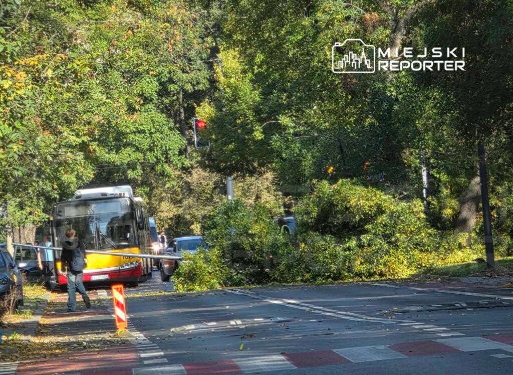 Kierowca autobusu zatrzymany przed gałęzią na drodze, obok samochody osobowe i czerwone światło sygnalizacyjne.