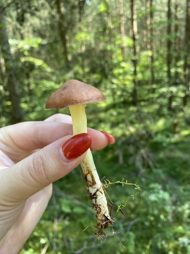 Kobieta trzyma grzyba z brązowym kapeluszem w lesie, otoczona zielonymi drzewami i mchem.