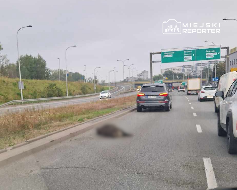 Na jezdni widoczna jest martwa zwierzę, obok przejeżdżające samochody w ruchu drogowym.