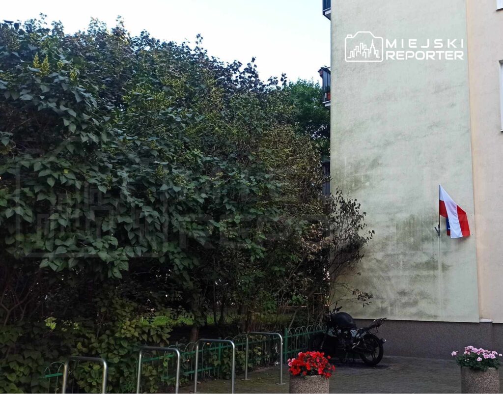 Na ścianie budynku powiewa flaga Polski, obok rosną gęste krzewy, a w tle stoi czarny motocykl.