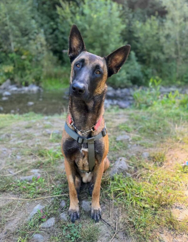 Pies rasy belgijskiej Malinois siedzi na trawie w pobliżu strumienia, z zielonymi krzewami w tle.