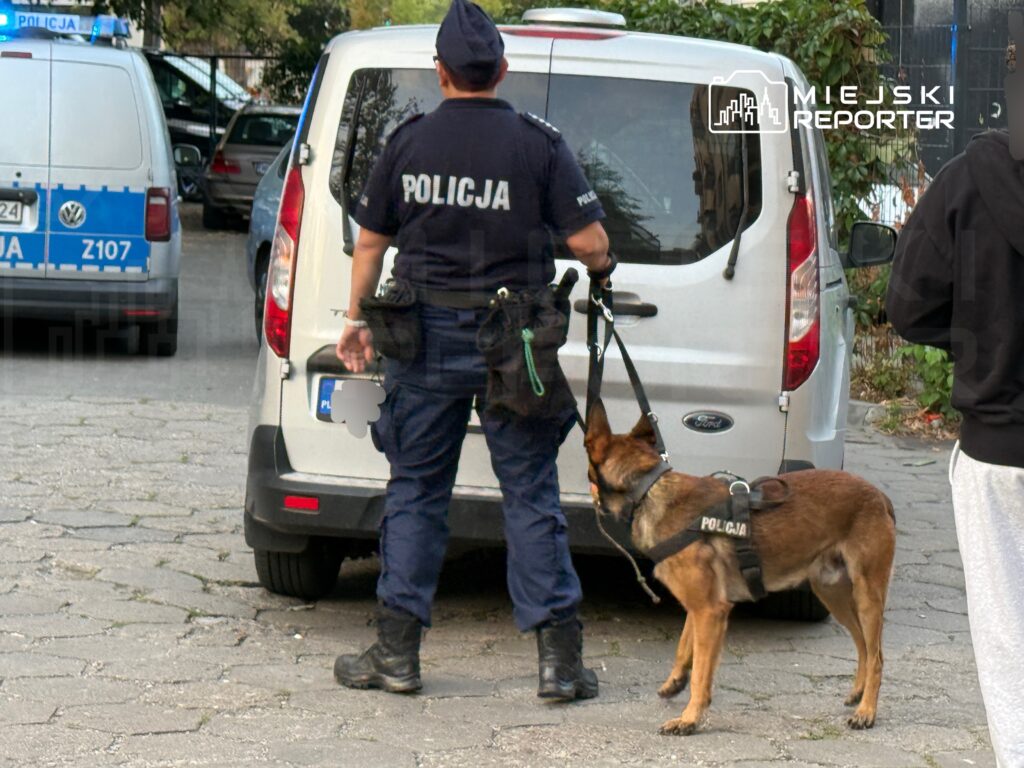 Policjant z psem służbowym przeszukuje teren w pobliżu zaparkowanego samochodu.