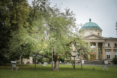 Stary, rozłożysty jabłon w parku przed neoklasycystycznym budynkiem z kopułą. W tle widoczne leżaki.