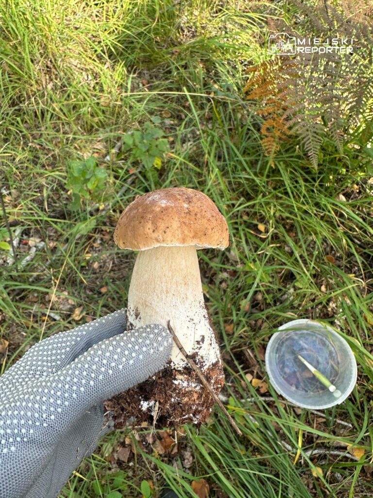 Mężczyzna w rękawicy trzyma grzyba w lesie, obok znajduje się plastikowy pojemnik.