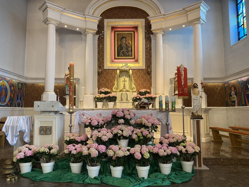 Ołtarz w kościele ozdobiony różowymi hortensjami, świecami i figurami świętych, w tle witraże.