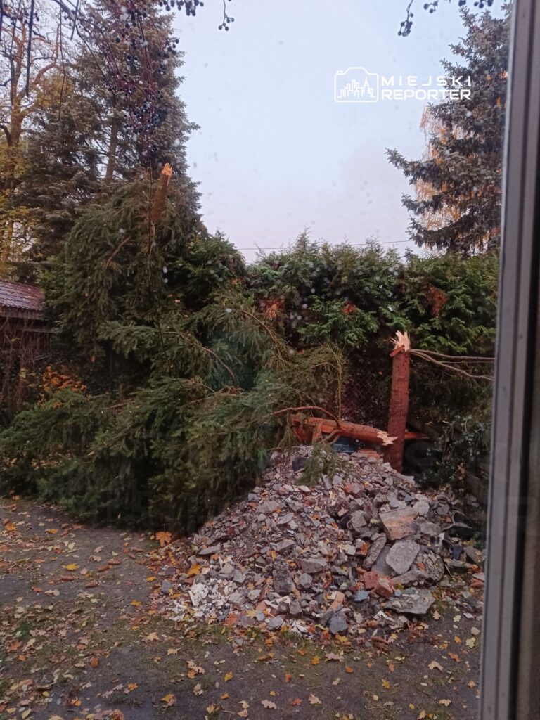 Złamany świerk leży na ziemi obok stosu gruzu w ogrodzie otoczonym drzewami i opadłymi liśćmi.