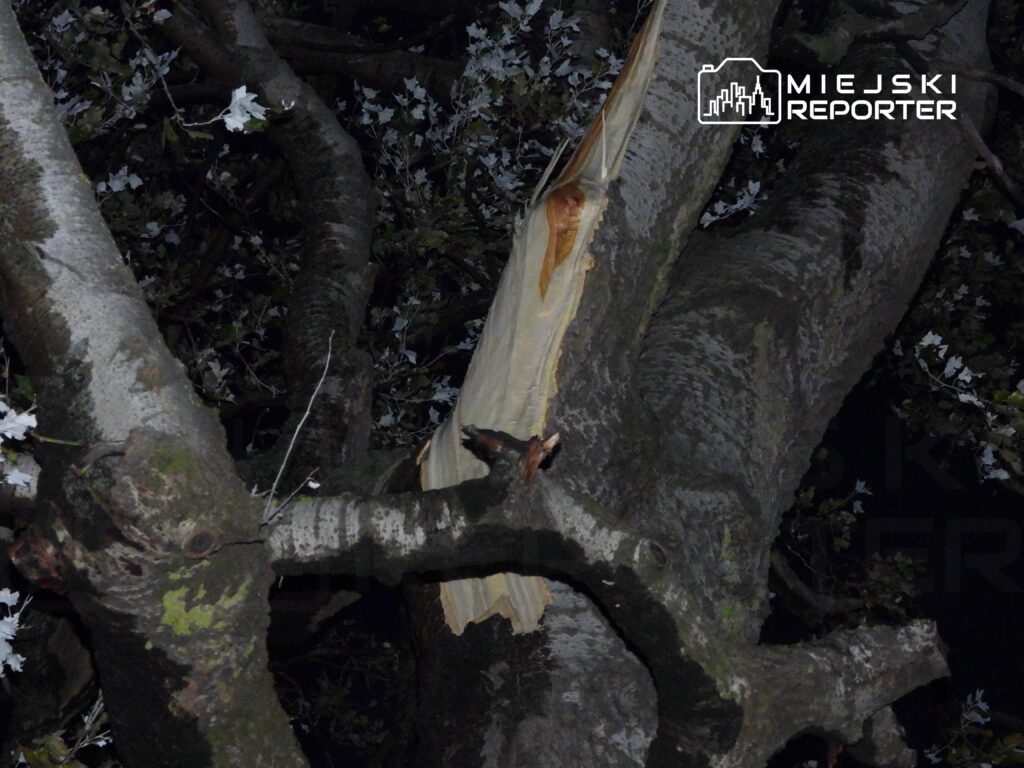 Złamana gałąź dużego drzewa z widocznym uszkodzeniem kory, otoczona zielonymi liśćmi.