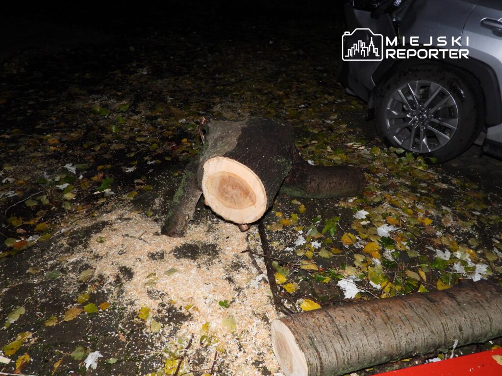 Powalony pień drzewa leży na ziemi, obok widoczne wióry i opadłe liście, w tle fragment samochodu.