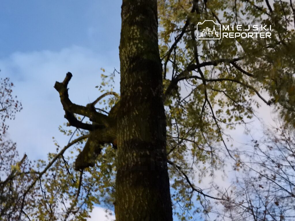 Wysoki pień drzewa z widocznymi gałęziami i liśćmi, na tle błękitnego nieba z chmurami.