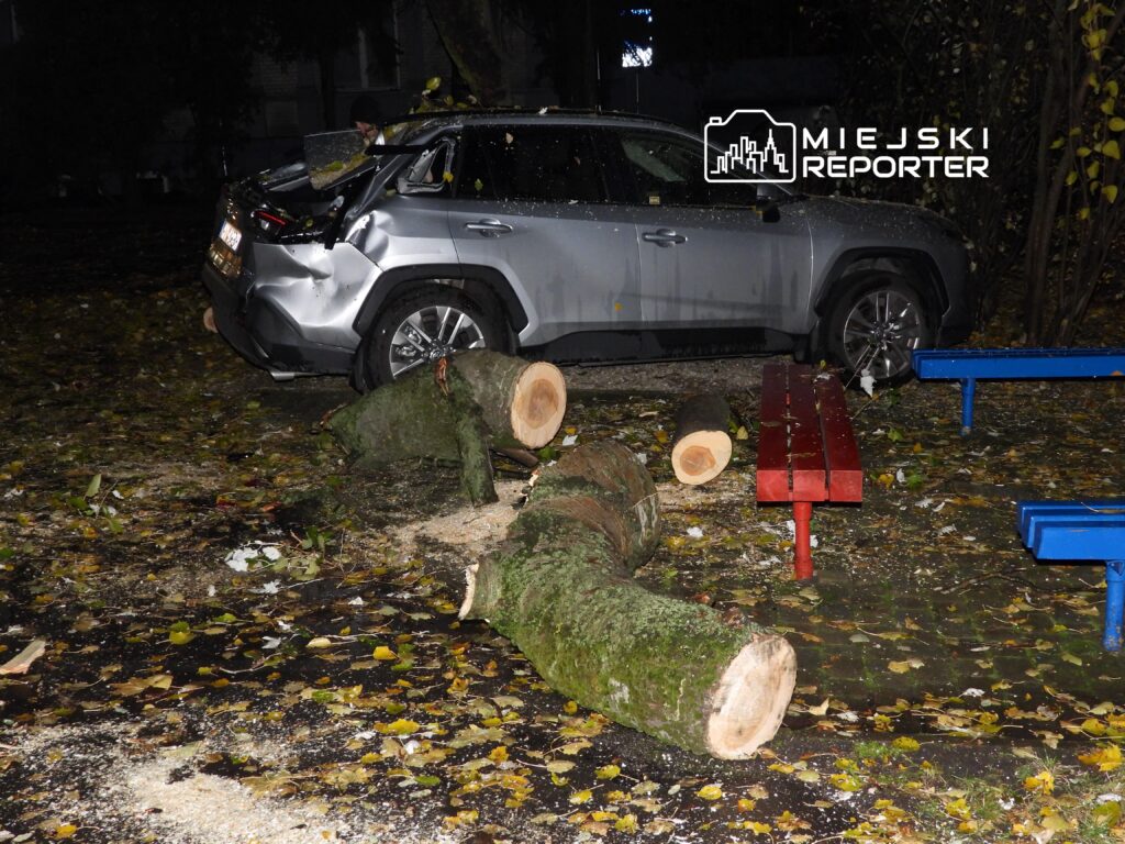Uszkodzony samochód zaparkowany obok ściętych pni drzew na pokrytej liśćmi nawierzchni.