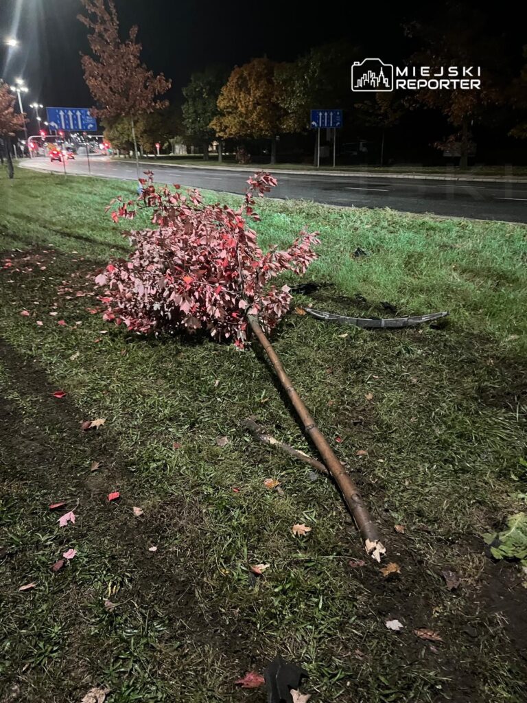 Złamany młody klon leży na trawie obok drogi, otoczony opadłymi liśćmi, w nocy.