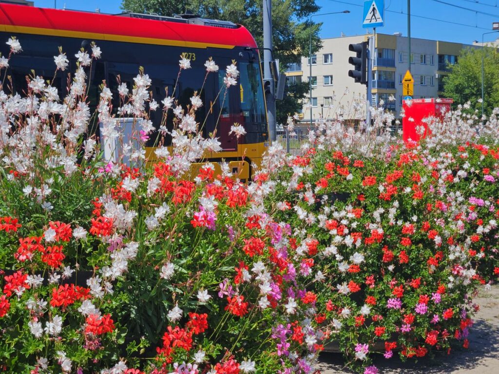 Autobus z czerwonym dachem zatrzymuje się obok kolorowych kwiatów w intensywnych odcieniach czerwieni i bieli.