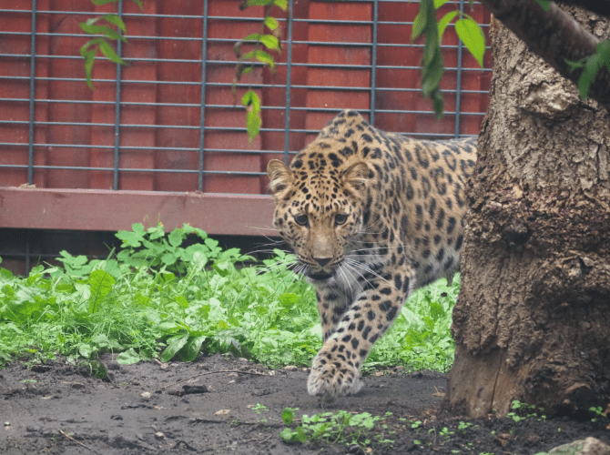 Lampart przechadza się po zielonej trawie w ogrodzie zoologicznym, z drzewem w tle.