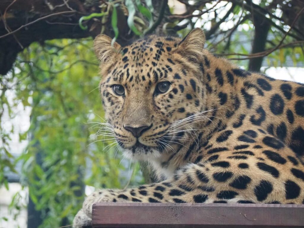 Lampart leżący na drewnianej belce, z widocznymi plamami na futrze, w tle zieleń liści drzew.