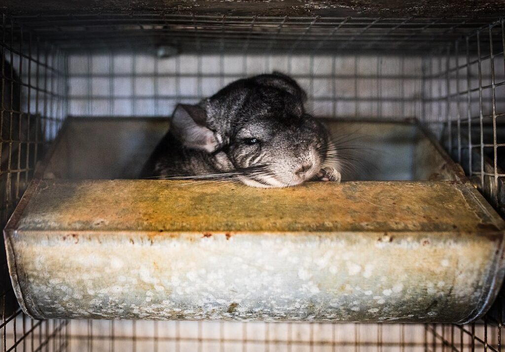 Chinchilla leży na metalowej półce w klatce, z lekko zamkniętymi oczami i wyciągniętymi wąsami.