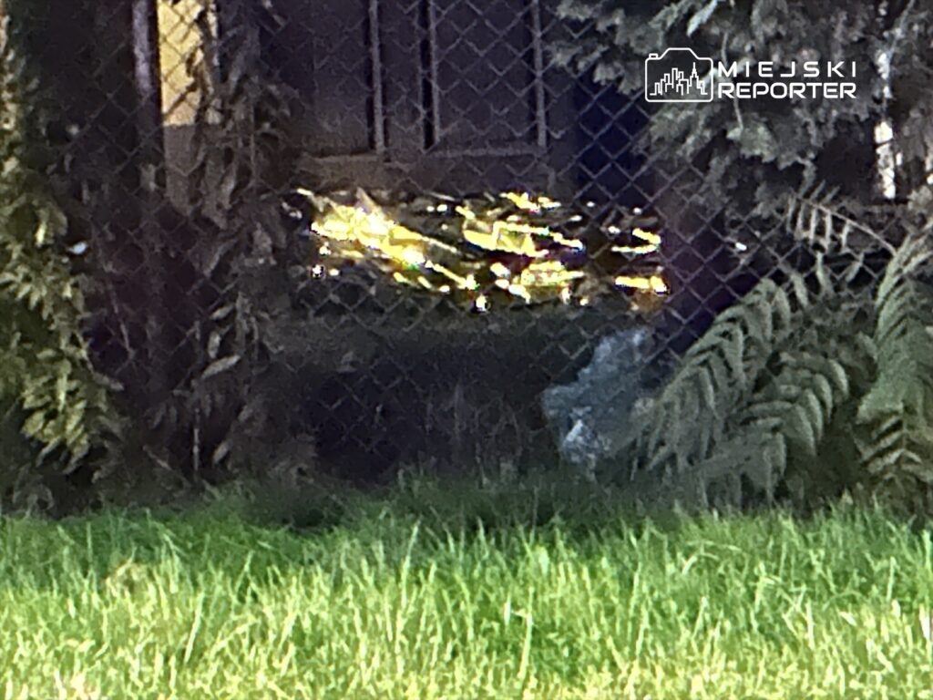 Złote przedmioty odbijają światło w zaroślach obok ogrodzenia, otoczone trawą i roślinnością.
