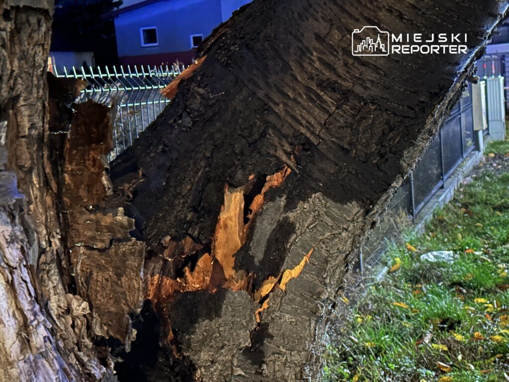 Zniszczona kora drzewa z widocznymi uszkodzeniami, w tle siatka ogrodzeniowa i trawa.