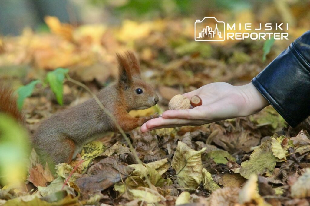 Wiewiórka z brązowym futrem zbliża się do dłoni osoby, która trzyma orzechy na tle opadłych liści.