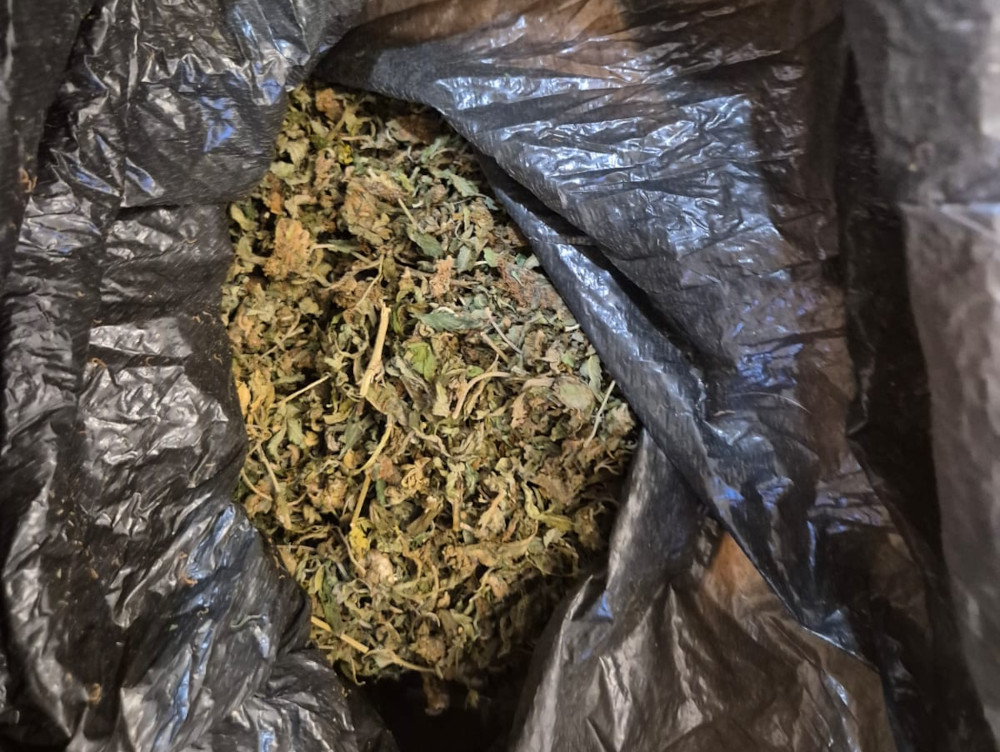 Suszone rośliny umieszczone w czarnej, foliowej torbie, widoczne z góry.