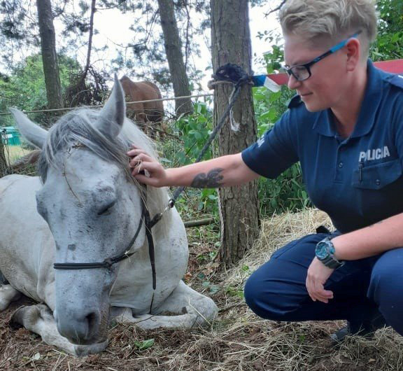 Funkcjonariusz policji głaszcze siedzącego białego konia w leśnym otoczeniu, otoczonego przez drzewa.