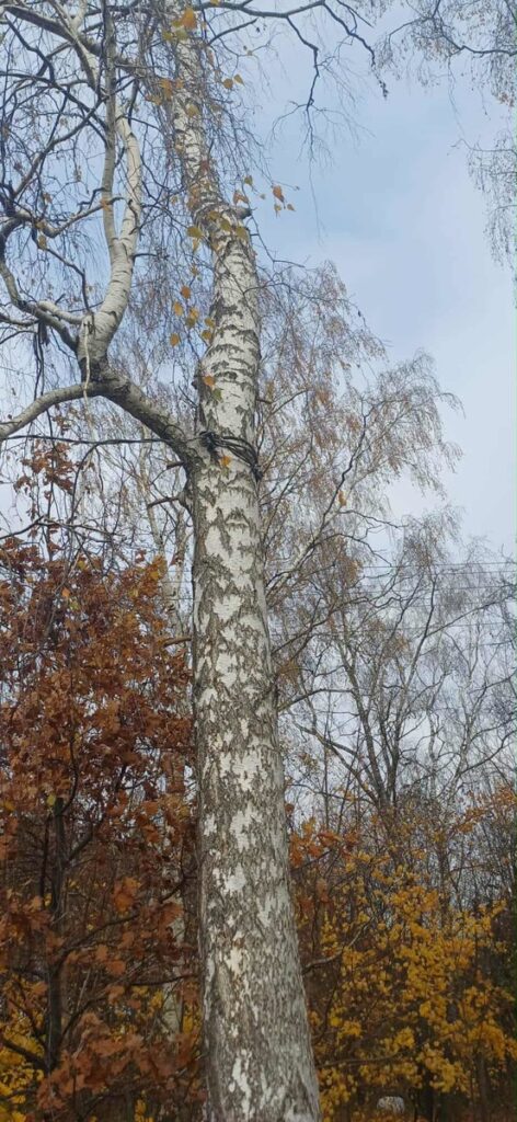 Biały pień brzozy w otoczeniu drzew z żółtymi i brązowymi liśćmi, pod jasnym niebem.