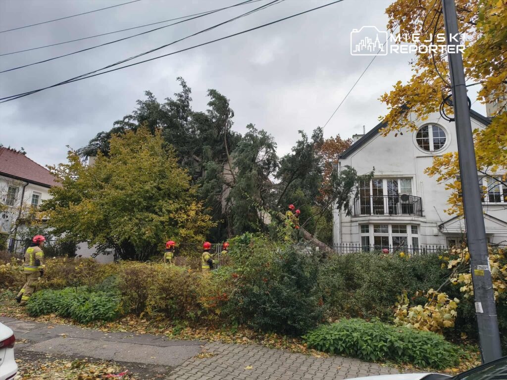 Grupa strażaków w hełmach i mundurach przeszukuje teren przy przewróconym drzewie obok białego domu.