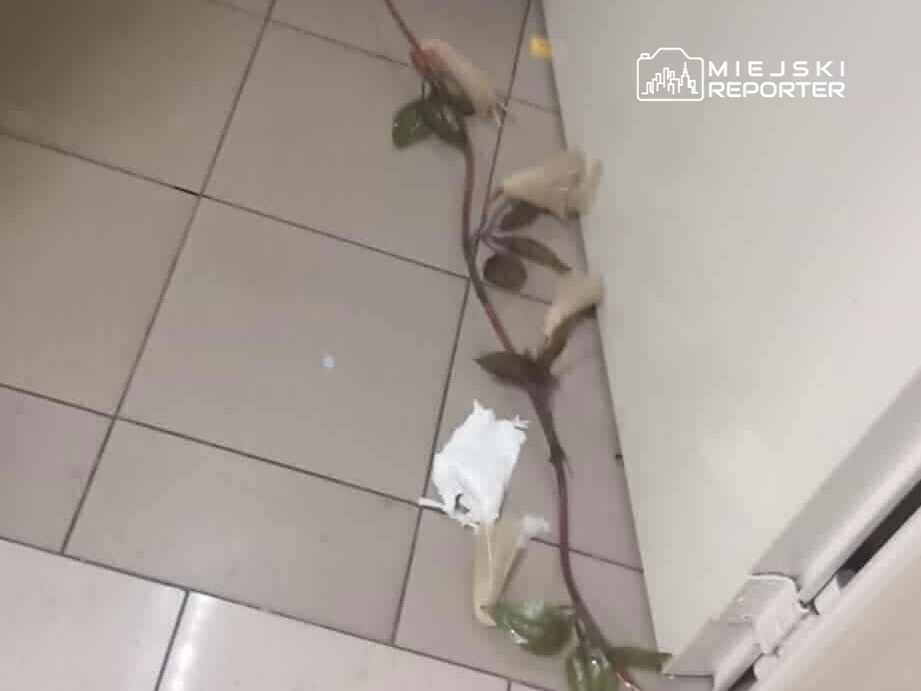 Na podłodze widać fragment rośliny z liśćmi oraz kilka kawałków papieru, leżących obok ściany.