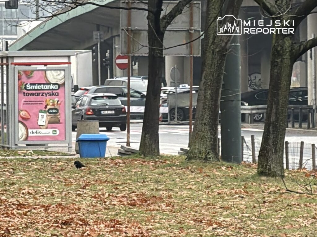 Czarny ptak przeszukujący opadłe liście obok niebieskiego kosza na śmieci, w tle ruchliwa ulica z samochodami.