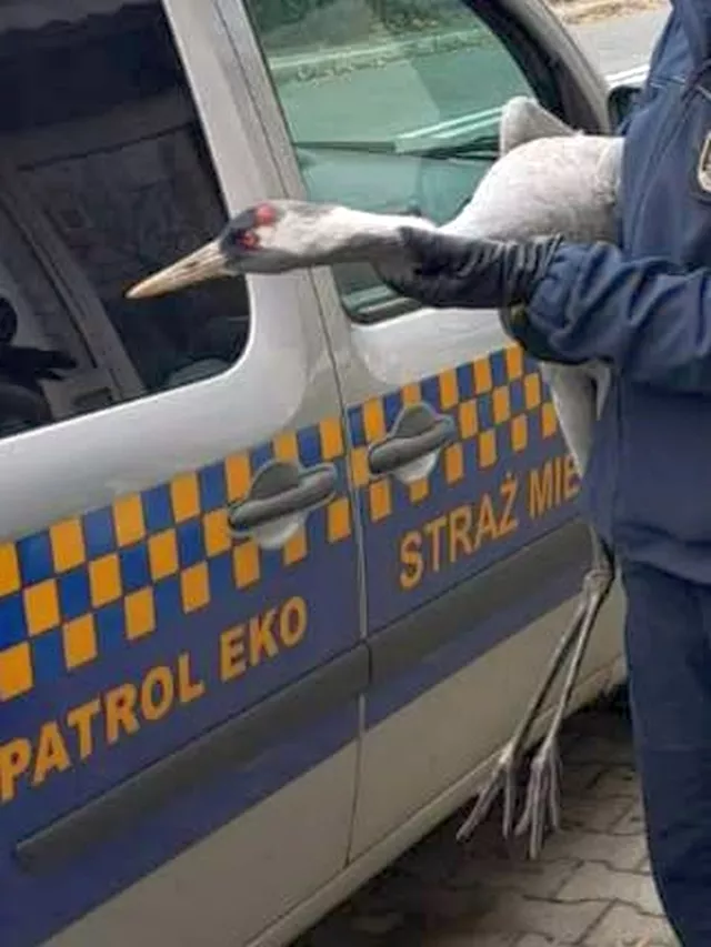 Mężczyzna w rękawicach trzyma bociana obok radiowozu Straży Miejskiej z napisem "PATROL EKO".