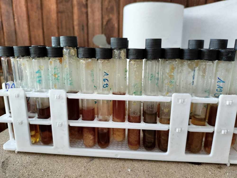 Rurki laboratoryjne z różnymi substancjami umieszczone w białym stojaku na tle drewnianej ściany.